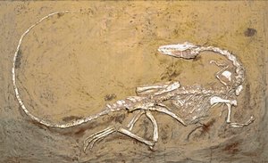 Pré-história: fóssil do dinossauro Coelophysis. Período do Triássico Superior. Museo civico di storia naturale, Milão de Prehistoric Prehistoric