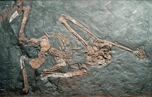 Pré-história: fóssil do grande primata Oreopitheque (Oreopithecus bambolii) do Monte Bamboli (Grosseto). Era Miocénica. Museo civico di storia naturale, Milão de Prehistoric Prehistoric