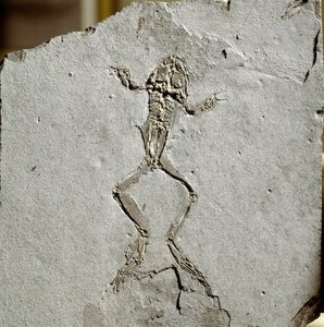 Pré-história: fóssil de sapo do sítio do Pueyoi da Tervel em Espanha. Era Miocénica. Museu de História Natural, Milão de Prehistoric Prehistoric