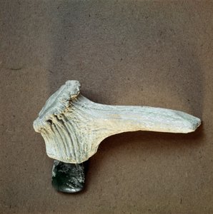 Pré-história: machado de pedra verde com cabo de chifre de veado da caverna de Pollera (Finale Ligure), Ligúria. Neolítico Médio, Idade da Pedra. Genes, museo di archeologia ligure de Prehistoric Prehistoric