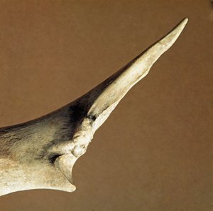 Pré-história: faca feita de cúbito bovino do Necropole de Arene Candide (Finale Liguria), Ligúria. Neolítico Inferior, idade de Pedro. Genes, museo di archeologia ligure de Prehistoric Prehistoric