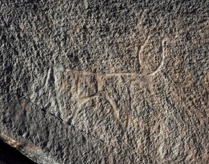 Pré-história, arte rupestre: uma rocha séria da representação de um gado. Estilo tazina. Idade da Pedra 5000-2000 AC. Taghit, planalto Haut du Hoggar (Ahaggar), Argélia de Prehistoric Prehistoric