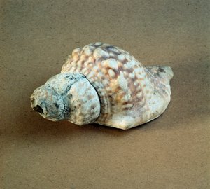 Pré-história: concha de Triton nodifer perfurada, usada como apito do Necropole de Arene Candide (Finale Liguria), Liguria. Neolítico Médio, Idade da Pedra. Genes, museo di archeologia ligure de Prehistoric Prehistoric