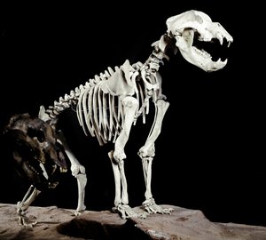 Pré-história: esqueleto do Urso da Gruta (Ursus spelaeus) das Caves del Bandito a Roaschia na Itália. Período do Pleistoceno. Museo civico di storia naturale, Milão de Prehistoric Prehistoric