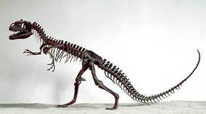 Pré-história: o esqueleto do dinossauro Allosaurus fragilis. Período do Jurássico Superior. Museo civico di storia naturale, Milão de Prehistoric Prehistoric