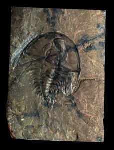 Pré-história: trilobite Olenellus fóssil (artrópode). Idade do Paleozóico, período do Cambriano. Encontrado em Utah, Estados Unidos. de Prehistoric Prehistoric