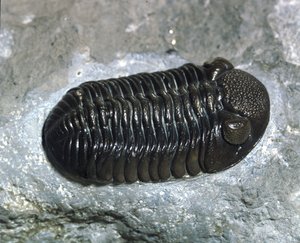 Pré-história: trilobite Phacops Rana fossil (artrópode). Idade do Paleozóico, período do Devoniano. Encontrado em Ohio, Estados Unidos. de Prehistoric Prehistoric