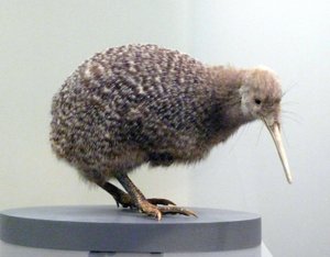 Amostra de pássaro recheado de kiwi (apterygides), incapaz de voar. Museu de Auckland, Nova Zelândia de Prehistoric Prehistoric