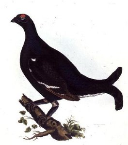 Black Grouse, de 