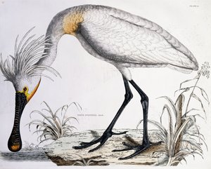 Colhereiro Branco, 1834