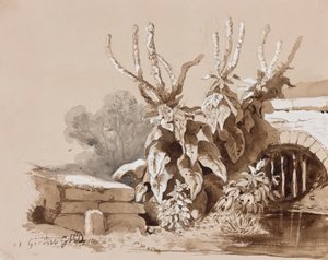 Estudo de plantas por uma vala, com acréscimos de um instrutor, 1856 (lápis, tinta sépia e guache sobre papel) de Prince Gaetano Maria Federico di Borbone