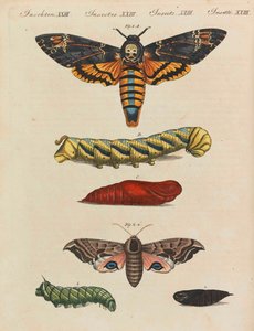 Livro infantil Enciclopédia infantil por Friedrich Johann Justin Bertuch, 1798-1830.