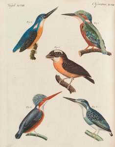 Livro infantil Enciclopédia infantil por Friedrich Johann Justin Bertuch, 1798-1830.
