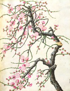 Flor de pêssego (cor no papel) de Qing Dynasty Chinese School