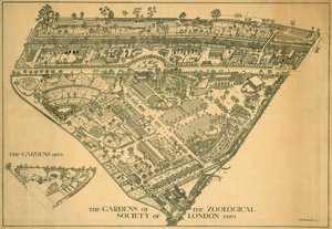 Zoológico de Londres, Regents Park, Westminster, 1929 de RB Brook Greaves