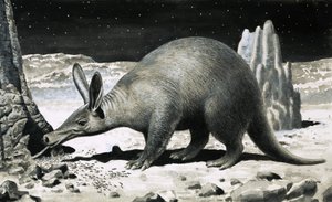 Aardvark de R.B. Davis