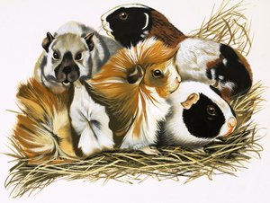 Todos os tipos de porquinhos-da-índia de R.B. Davis