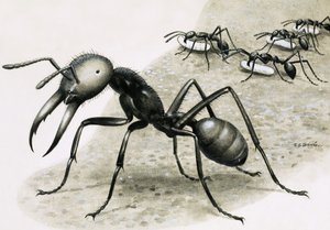 Formigas de R.B. Davis