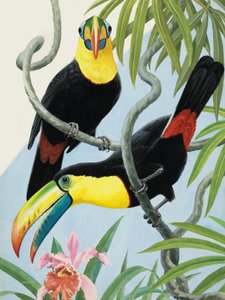 Aves de bico grande