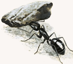 Pequenos Monstros: A Formiga Poderosa