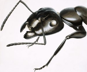 Pequenos Monstros: A Formiga Poderosa de R.B. Davis
