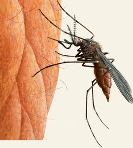 Mosquito de R.B. Davis
