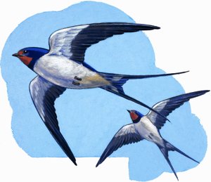Andorinhas de R.B. Davis