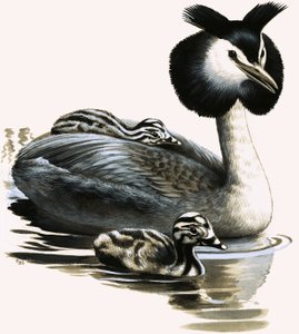 O mergulhão-de-crista de R.B. Davis