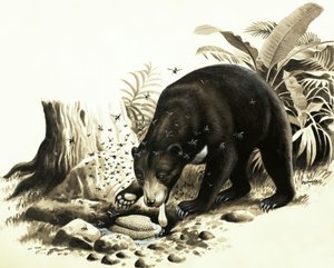 O urso do sol da Malásia a invadir um ninho de abelhas para obter mel