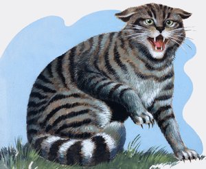 Gato selvagem, de "Treasure" (Tesouro)