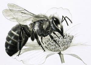 Abelha operária a recolher o néctar da flor