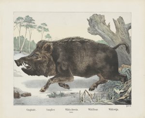 cinghiale. / Sanglier. / javali selvagem. / maça. / Javali selvagem. / Vinho Selvagem (título no objeto) de R. Schulz