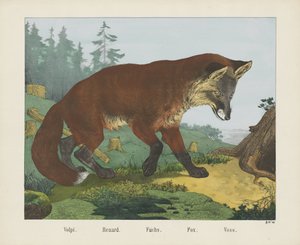 Volpi. / Renard. / Fuchs. / Fox. / Voss (título sobre o objecto) de R. Schulz