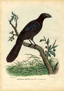 Nem 1863-79 de Raimundo Petraroja