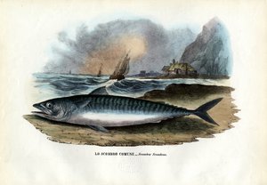 Sarda Atlântica, 1863-79 de Raimundo Petraroja
