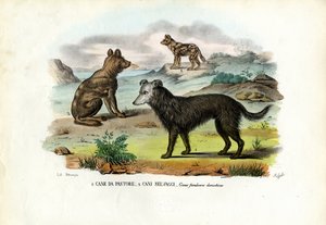 Cães de Raimundo Petraroja
