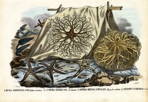 Cabeça de Gorgon de Raimundo Petraroja
