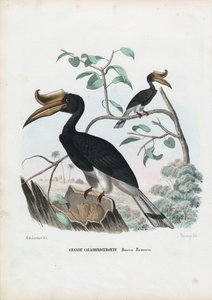 Grande Calau, 1863-79 de Raimundo Petraroja