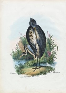 Garça-real cinzenta, 1863-79 de Raimundo Petraroja