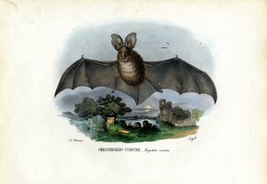 Bastão Longo-Orelhudo Cinzento, 1863-79 de Raimundo Petraroja