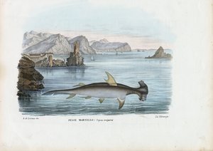 Cabeça de martelo, 1863-79 de Raimundo Petraroja