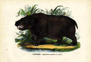 Hipopótamo, 1863-79 de Raimundo Petraroja