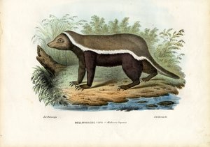 Texugo de mel, 1863-79 de Raimundo Petraroja