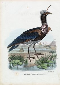 Gritador com Chifres, 1863-79 de Raimundo Petraroja
