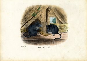Rato de Casa, 1863-79 de Raimundo Petraroja