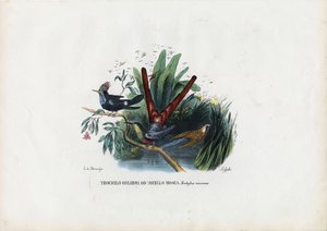 Beija-flores, 1863-79 de Raimundo Petraroja