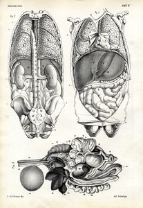 Intestinos, 1863-79 de Raimundo Petraroja