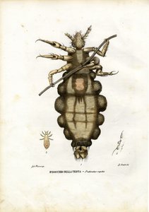Piolho, 1863-79