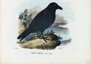 Corvo, 1863-79 de Raimundo Petraroja