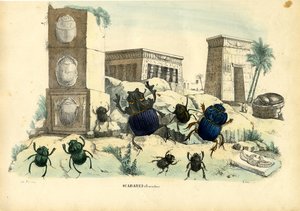 Besouros do Escaravelho, 1863-79